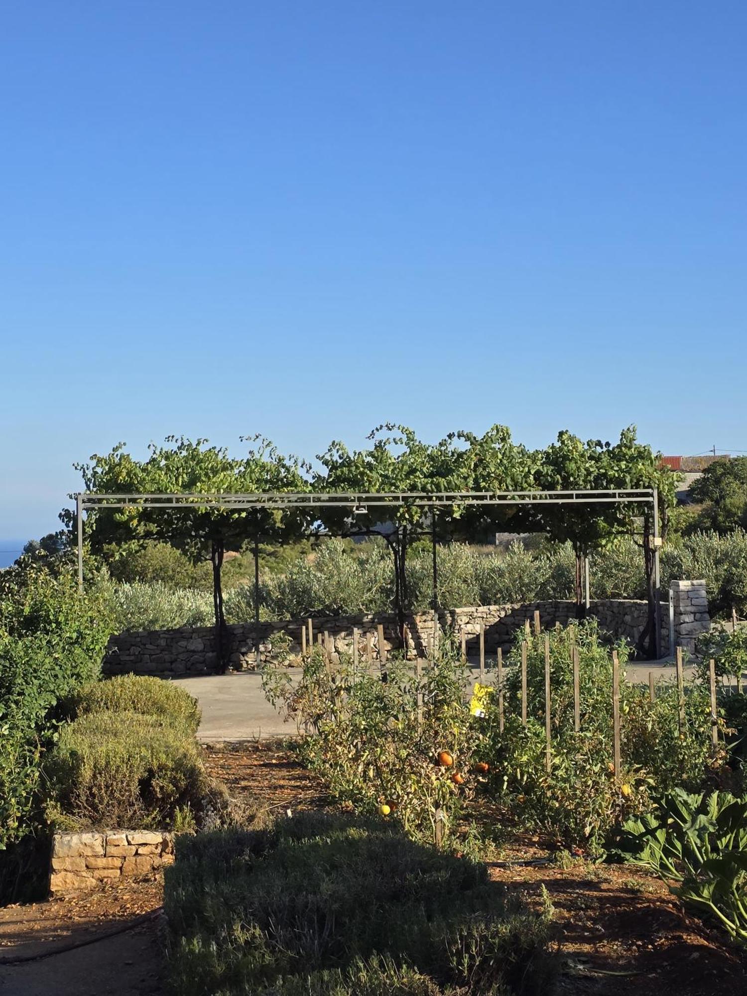 Betini Apartments - Authentic Island Escape Komiža Εξωτερικό φωτογραφία
